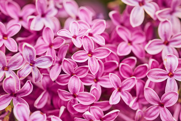 Obraz premium Fragrant lilac blossoms Syringa vulgaris . Shallow depth of field