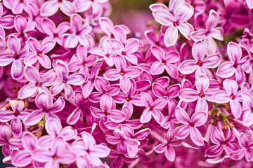 Fragrant lilac blossoms Syringa vulgaris . Shallow depth of field