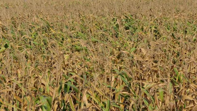 Severe drought, corn field was damaged by drought, dry weather and no water to lost harvest. 4K