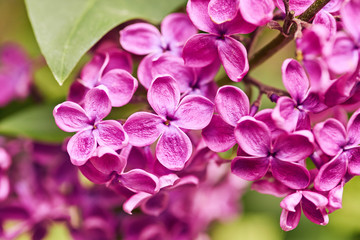 Lilac blooms. A beautiful bunch of lilac closeup. Green branch with spring flowers.