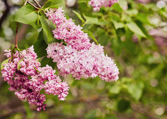 Fototapeta premium Spring flowers - blooming lilac flowers