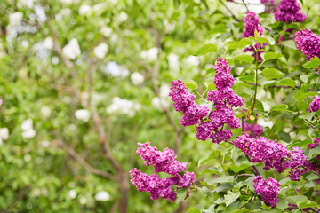Beautiful fresh purple violet flowers. Close up of purple flowers. Spring flower, a branch of lilac. Lilac bush, lilac background.
