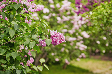 Beautiful fresh purple violet flowers. Close up of purple flowers. Spring flower, a branch of lilac. Lilac bush, lilac background.