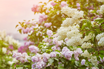Park with blooming lilac trees, spring landscape
