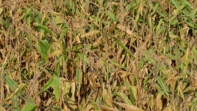 Corn field was damaged by drought, dry weather and no water, and diseases of plants. Concept zoom in and 4K.
