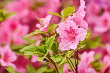 Blooming Pink Rhododendron Azalea , close-up, selective focus