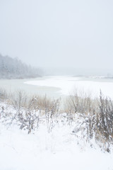 Frozen plants and tree outdoor winter lakeside