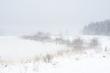 Frozen plants and tree outdoor winter lakeside