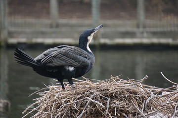 Waterfowl