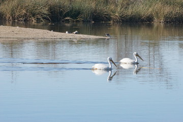 Naklejka na ściany i meble White pelican pair on Lake
