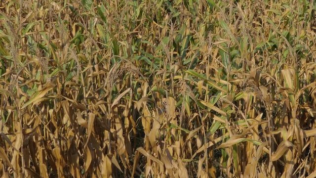 Corn field was damaged by drought, dry weather and no water, and diseases of plants. Concept panning and 4K.