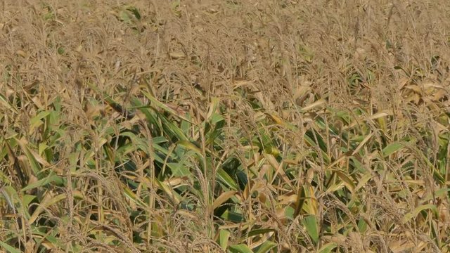 Corn field was damaged by drought, dry weather and no water, and diseases of plants. Concept panning and 4K.