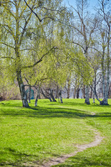 spring forest trees. nature green wood
