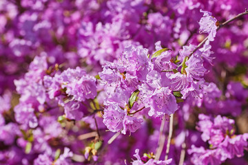 Blooming pink rhododendron in the garden