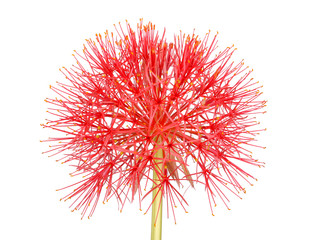 Flower head of the blood lily Scadoxus multiflorus isolated on white