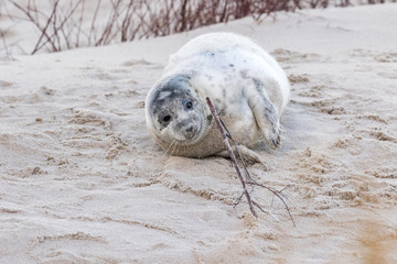 Helgoland - D&uuml;ne - Robbenbaby beim Spiel