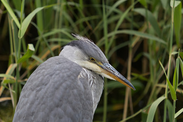 Heron