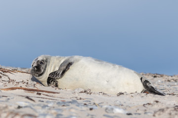 Helgoland - Düne - Robbenbaby aufmerksam blauer Himmel - bitte - beten