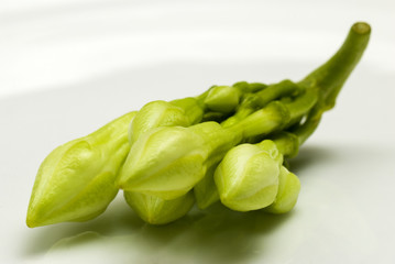 Organic food flower of Loroco. Guatemala. Fernaldia pandurata.