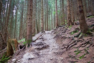 Steiniger Weg mit Hindernissen