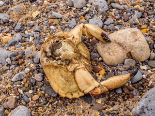 Large crab recently killed on Tenby South beach, Tenby, Pembrokeshire, Wales, UK