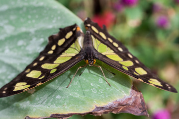 beatiful yellow and black swallowtail butterfly