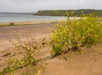 Wild grasses and plants growing on Tenby South Beach, Tenby, Wales, Uk