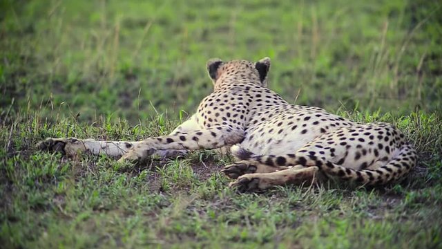Cheetah licking it's leg