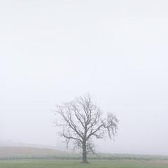 One lone tree in mist and fog on farm landscape