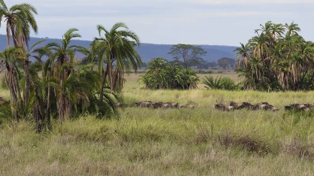 Herd of wildebeest running agains a palm backdrop
