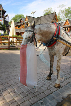 Caballos en Zakopane, Polonia