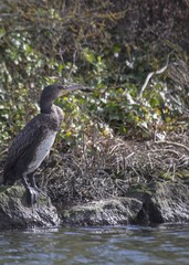 Great Cormorant (Phalacrocorax carbo)