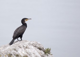 Great Cormorant (Phalacrocorax carbo)