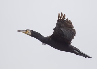 Great Cormorant (Phalacrocorax carbo)