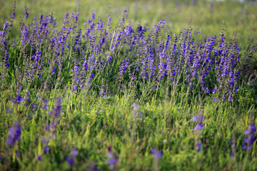 szałwia łąkowa na murawie kserotermicznej © andrzej_67