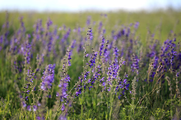 Szałwia łąkowa ( Salvia pratensis )