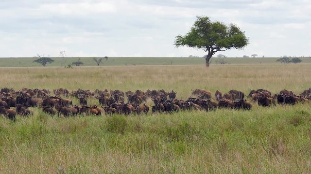 Herd of wildebeest