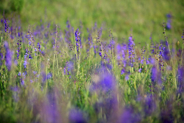 Szałwia łąkowa ( Salvia pratensis ) © andrzej_67