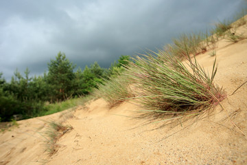 Śródlądowa wydma © andrzej_67