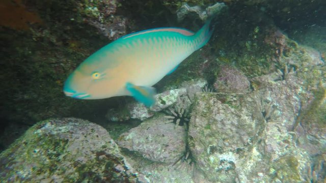 close up of a blue-chin parrotfish at isla bartolome in the galapagos islands, ecuador