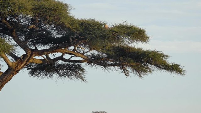 Leopard eating a gazelle at the top of a tree 02