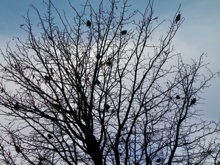 Birds roosting in a leafless tree. The branches of the tree are in silhouette against a blue sky with white clouds.
