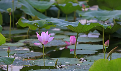 Fototapeta premium The lotus is in full bloom in the pond