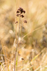 Dry summer flowers on a meadow in winter
