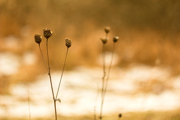 Dry summer flowers on a meadow in winter