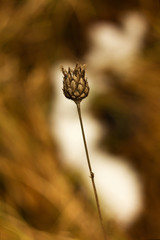 Dry summer flowers on a meadow in winter