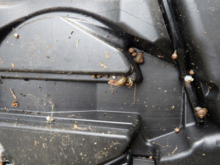 Black smooth plasti structure infested with snails