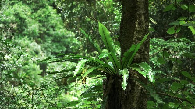 birds nest fern in a  tree at springbrook national park's in the gold coast hinterland