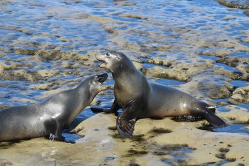 California Sea Lions fighting on rocks in LaJolla San Diego California