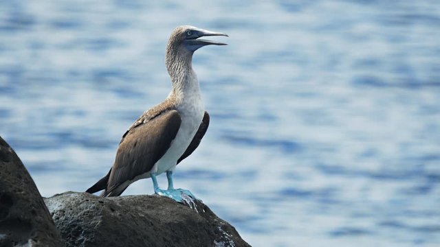 close up of a blue-footed booby standing on the shore of isla lobos in the galalagos islands, ecuador